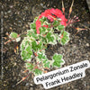 Pelargonium Zonale Frank Headley, Collection of Pelargonium Zonale, variegata, organically grown tropical plants for sale at TOMs FLOWer CLUB.