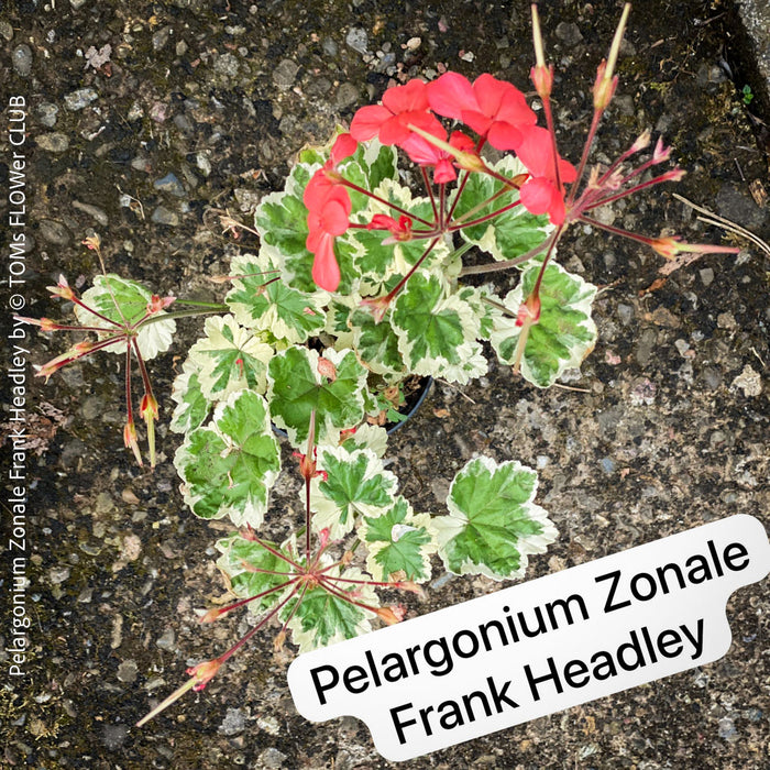Pelargonium Zonale Frank Headley, Collection of Pelargonium Zonale, variegata, organically grown tropical plants for sale at TOMs FLOWer CLUB.