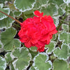 Pelargonium Zonale Hybrid Wilhelm Langguth, musket, Geranium, organically grown plants for sale at TOMs FLOWer CLUB.