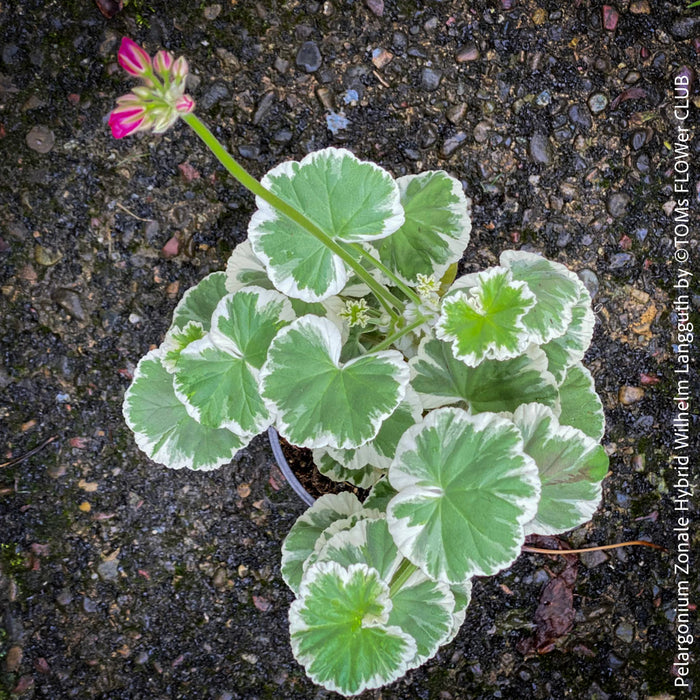 Pelargonium Zonale Hybrid Wilhelm Langguth, musket, Geranium, organically grown plants for sale at TOMs FLOWer CLUB.