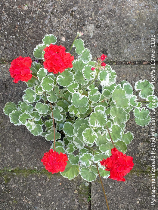 Pelargonium Zonale Hybrid Wilhelm Langguth, musket, Geranium, organically grown plants for sale at TOMs FLOWer CLUB.