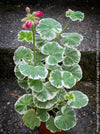 Pelargonium Zonale Hybrid Wilhelm Langguth, musket, Geranium, organically grown plants for sale at TOMs FLOWer CLUB.