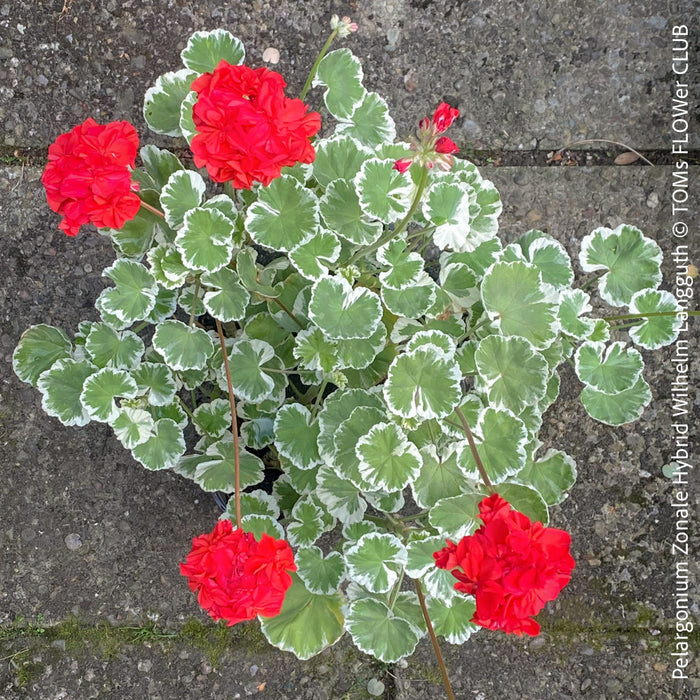 Pelargonium Zonale Hybrid Wilhelm Langguth, musket, Geranium, organically grown plants for sale at TOMs FLOWer CLUB.