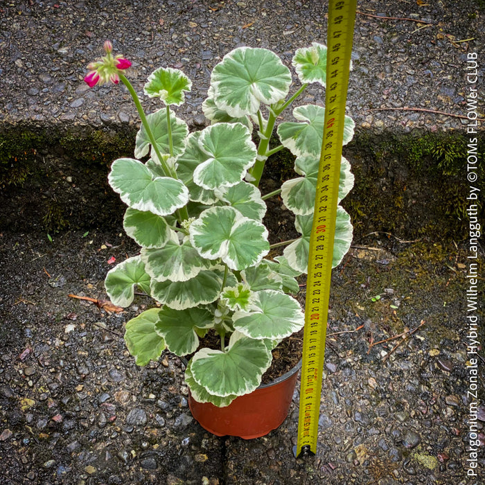 Pelargonium Zonale Hybrid Wilhelm Langguth, musket, Geranium, organically grown plants for sale at TOMs FLOWer CLUB.