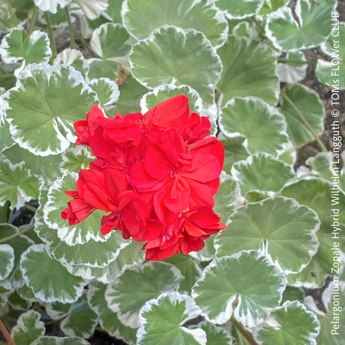 Pelargonium Zonale Hybrid Wilhelm Langguth, musket, Geranium, organically grown plants for sale at TOMs FLOWer CLUB.