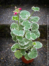 Pelargonium Zonale Hybrid Wilhelm Langguth, musket, Geranium, organically grown plants for sale at TOMs FLOWer CLUB.