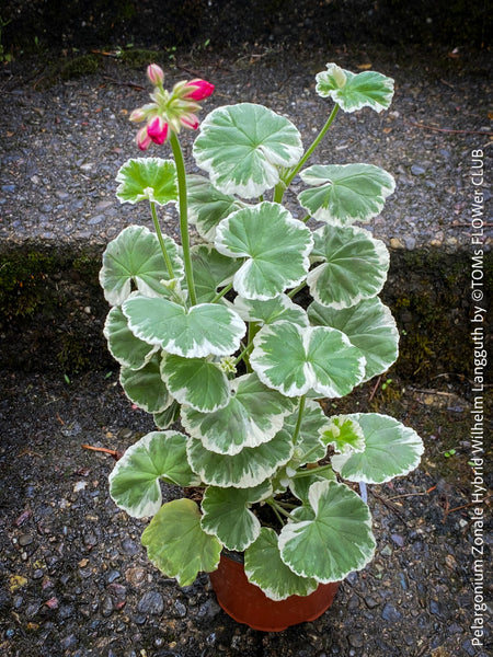 Pelargonium Zonale Hybrid Wilhelm Langguth, musket, Geranium, organically grown plants for sale at TOMs FLOWer CLUB.