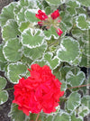 Pelargonium Zonale Hybrid Wilhelm Langguth, musket, Geranium, organically grown plants for sale at TOMs FLOWer CLUB.