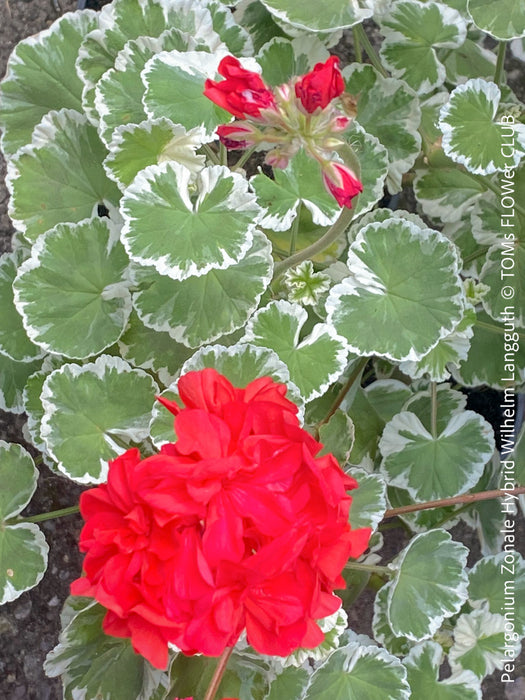 Pelargonium Zonale Hybrid Wilhelm Langguth, musket, Geranium, organically grown plants for sale at TOMs FLOWer CLUB.