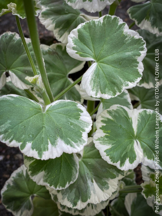 Pelargonium Zonale Hybrid Wilhelm Langguth, musket, Geranium, organically grown plants for sale at TOMs FLOWer CLUB.