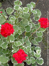 Pelargonium Zonale Hybrid Wilhelm Langguth, musket, Geranium, organically grown plants for sale at TOMs FLOWer CLUB.