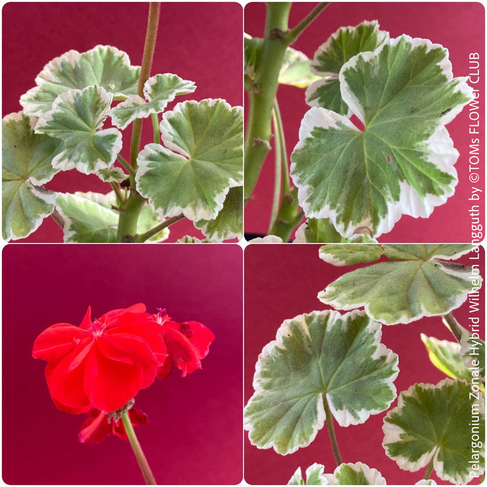 Pelargonium Zonale Hybrid Wilhelm Langguth, musket, Geranium, organically grown plants for sale at TOMs FLOWer CLUB.