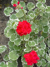 Pelargonium Zonale Hybrid Wilhelm Langguth, musket, Geranium, organically grown plants for sale at TOMs FLOWer CLUB.