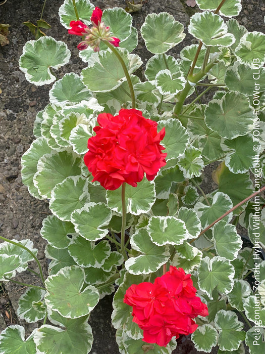 Pelargonium Zonale Hybrid Wilhelm Langguth, musket, Geranium, organically grown plants for sale at TOMs FLOWer CLUB.