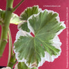 Pelargonium Zonale Hybrid Wilhelm Langguth, musket, Geranium, organically grown plants for sale at TOMs FLOWer CLUB.