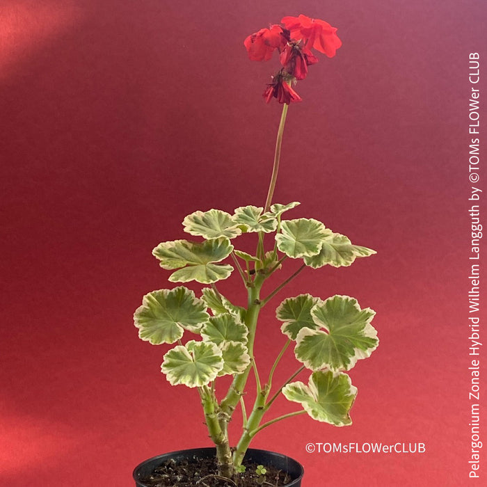 Pelargonium Zonale Hybrid Wilhelm Langguth, musket, Geranium, organically grown plants for sale at TOMs FLOWer CLUB.