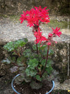 Pelargonium Mini Czech strongly zoned leaves miniature geranium plant for sale at TOMs FLOWer CLUB Zurich Switzerland
