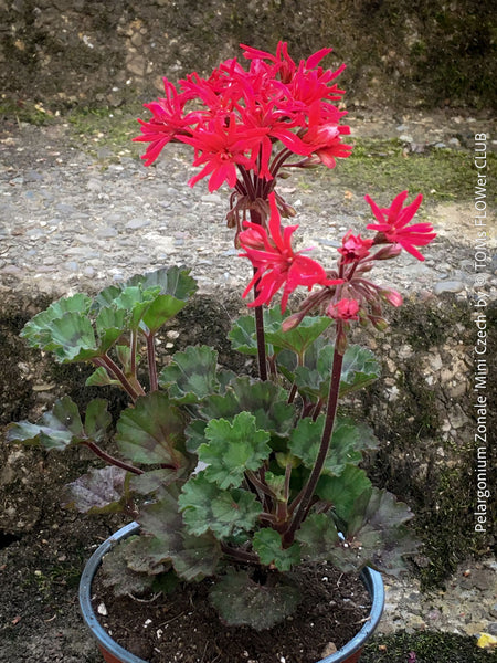 Pelargonium Mini Czech strongly zoned leaves miniature geranium plant for sale at TOMs FLOWer CLUB Zurich Switzerland