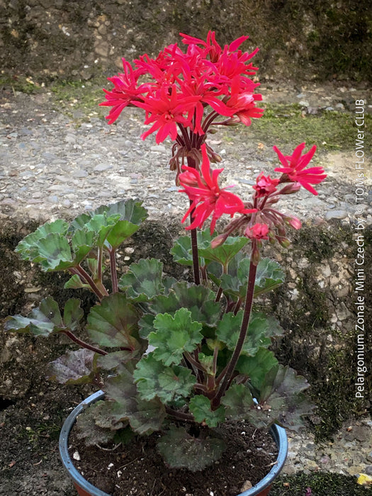 Pelargonium Mini Czech strongly zoned leaves miniature geranium plant for sale at TOMs FLOWer CLUB Zurich Switzerland