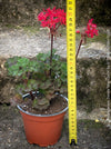 Pelargonium zonale Mini Czech potted compact flowering geranium for sale at TOMs FLOWer CLUB Zurich Switzerland