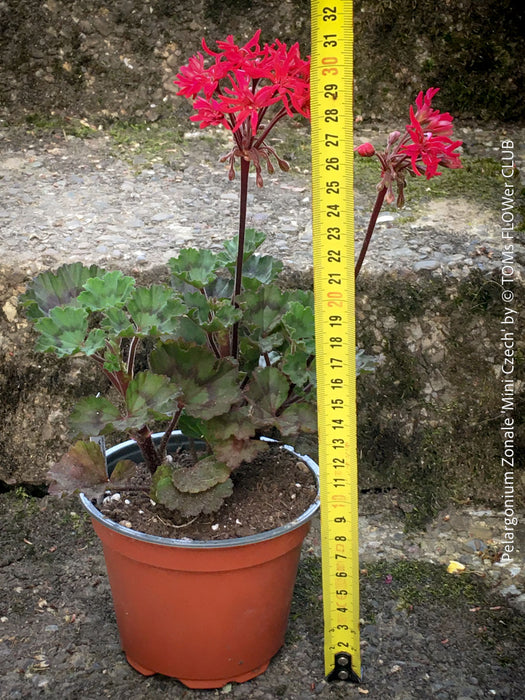 Pelargonium zonale Mini Czech potted compact flowering geranium for sale at TOMs FLOWer CLUB Zurich Switzerland