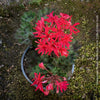 rare Pelargonium Mini Czech dwarf zonal geranium compact plant for sale at TOMs FLOWer CLUB Zurich Switzerland