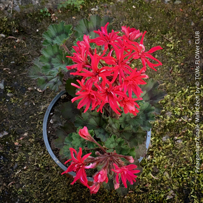 rare Pelargonium Mini Czech dwarf zonal geranium compact plant for sale at TOMs FLOWer CLUB Zurich Switzerland