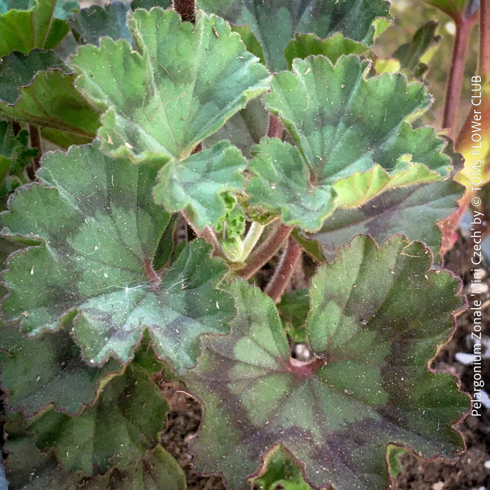 Pelargonium Zonale Mini Czech Organically Grown Succulent Plants pelargonium-zonale-mini-czech-organically-grown-succulent-plants