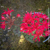 Pelargonium zonale Mini Czech close-up cactus style blooms white striped petals for sale at TOMs FLOWer CLUB Zurich Switzerland