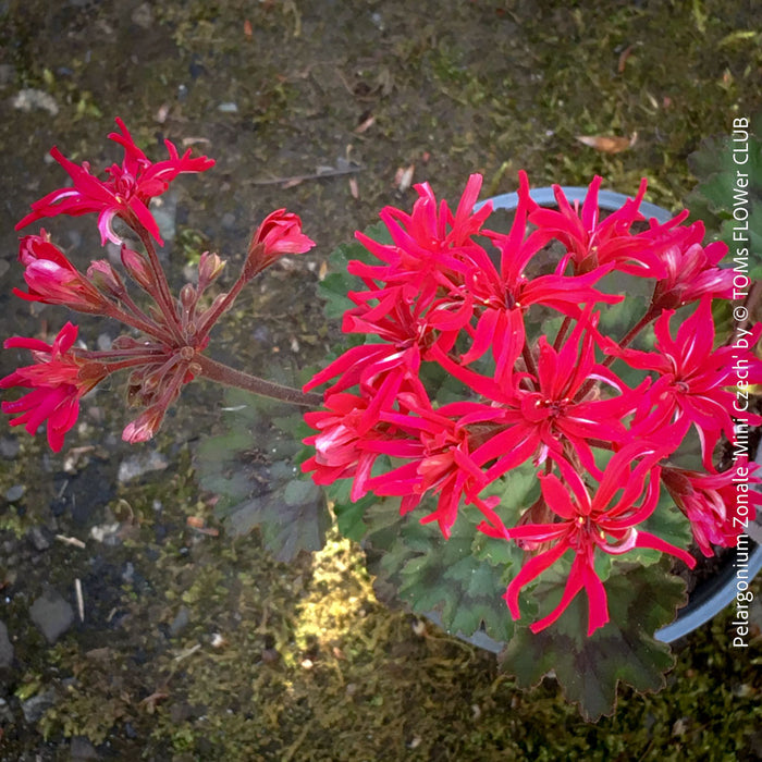 Pelargonium zonale Mini Czech close-up cactus style blooms white striped petals for sale at TOMs FLOWer CLUB Zurich Switzerland