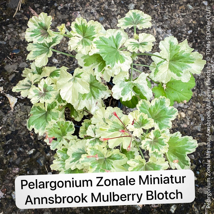 Pelargonium Zonale Miniatur Annsbrook Mulberry Blotch, Collection of Pelargonium Zonale, variegata, organically grown tropical plants for sale at TOMs FLOWer CLUB.