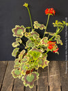 Mature plant of Pelargonium Zonale Mrs. Pollock, organically grown plants for sale at TOMs FLOWer CLUB.