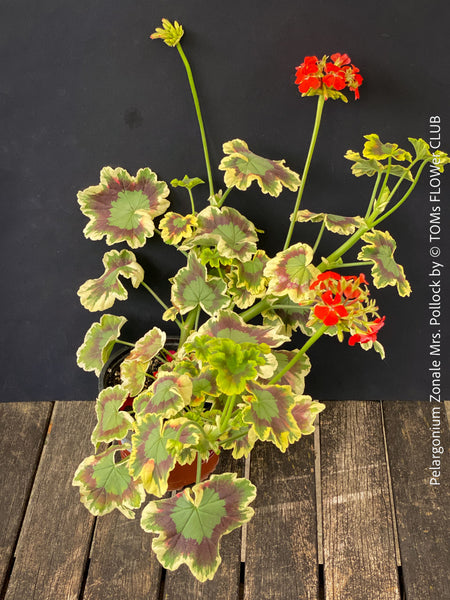 Mature plant of Pelargonium Zonale Mrs. Pollock, organically grown plants for sale at TOMs FLOWer CLUB.
