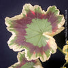Leaf detail of Pelargonium Zonale Mrs. Pollock, organically grown plants for sale at TOMs FLOWer CLUB.