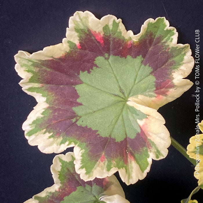 Leaf detail of Pelargonium Zonale Mrs. Pollock, organically grown plants for sale at TOMs FLOWer CLUB.