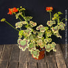 Pelargonium Zonale Mrs. Pollock, organically grown plants for sale at TOMs FLOWer CLUB.