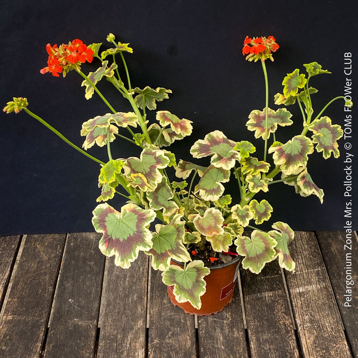 Pelargonium Zonale Mrs. Pollock, organically grown plants for sale at TOMs FLOWer CLUB.