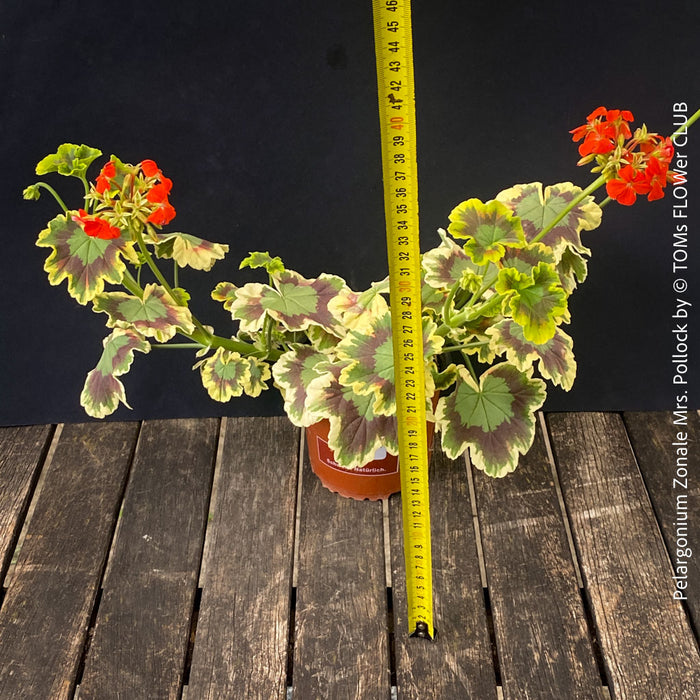 Red flowering Pelargonium Zonale Mrs. Pollock, organically grown plants for sale at TOMs FLOWer CLUB.