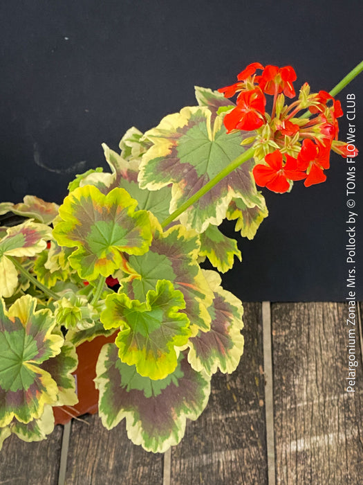 red flower of Pelargonium Zonale Mrs. Pollock, organically grown plants for sale at TOMs FLOWer CLUB.