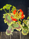 Flower detail of Pelargonium Zonale Mrs. Pollock, organically grown plants for sale at TOMs FLOWer CLUB.
