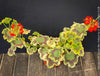 Collection plant - Pelargonium Zonale Mrs. Pollock, organically grown plants for sale at TOMs FLOWer CLUB.