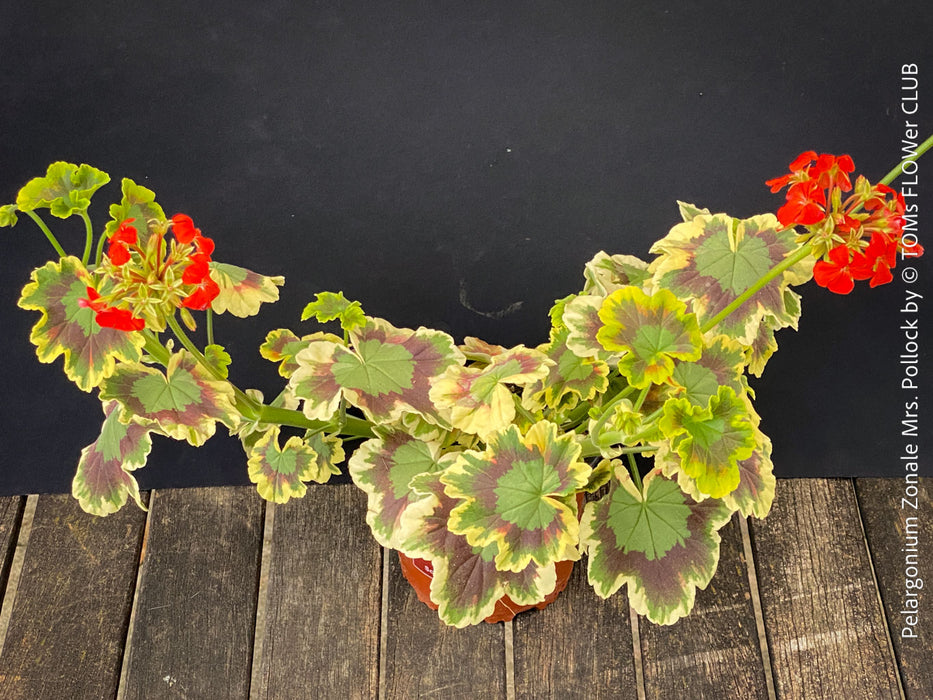 Collection plant - Pelargonium Zonale Mrs. Pollock, organically grown plants for sale at TOMs FLOWer CLUB.