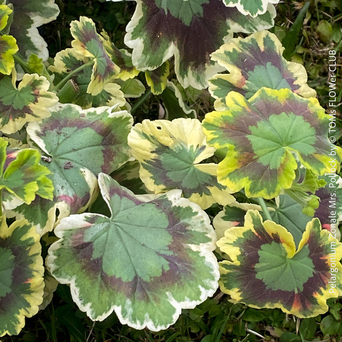 Pelargonium Zonale Mrs. Pollock, organically grown plants for sale at TOMs FLOWer CLUB.