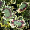 Pelargonium Zonale Mrs. Pollock, organically grown plants for sale at TOMs FLOWer CLUB.