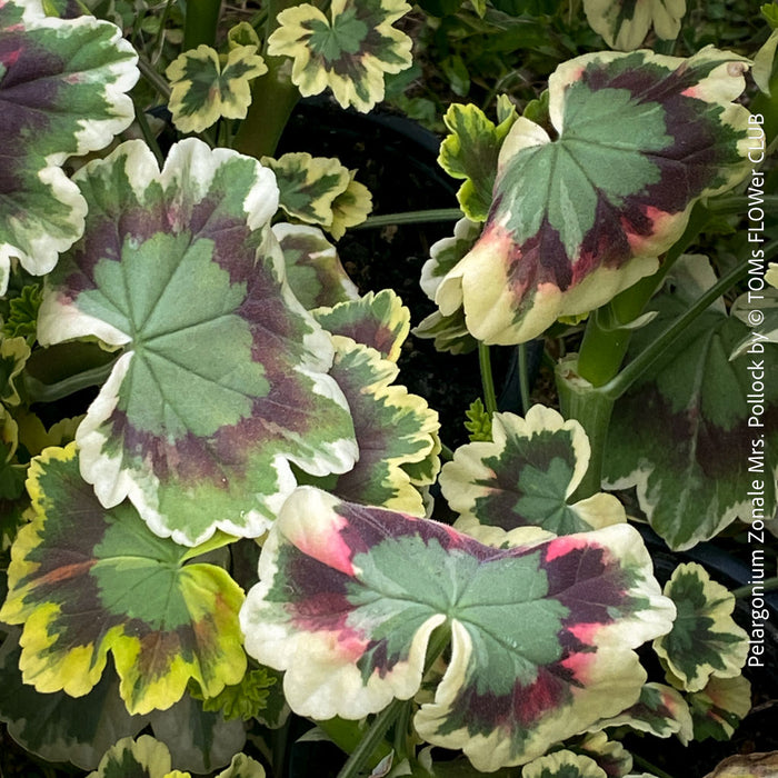 Pelargonium Zonale Mrs. Pollock, organically grown plants for sale at TOMs FLOWer CLUB.