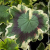 Pelargonium Zonale Mrs. Pollock, organically grown plants for sale at TOMs FLOWer CLUB.