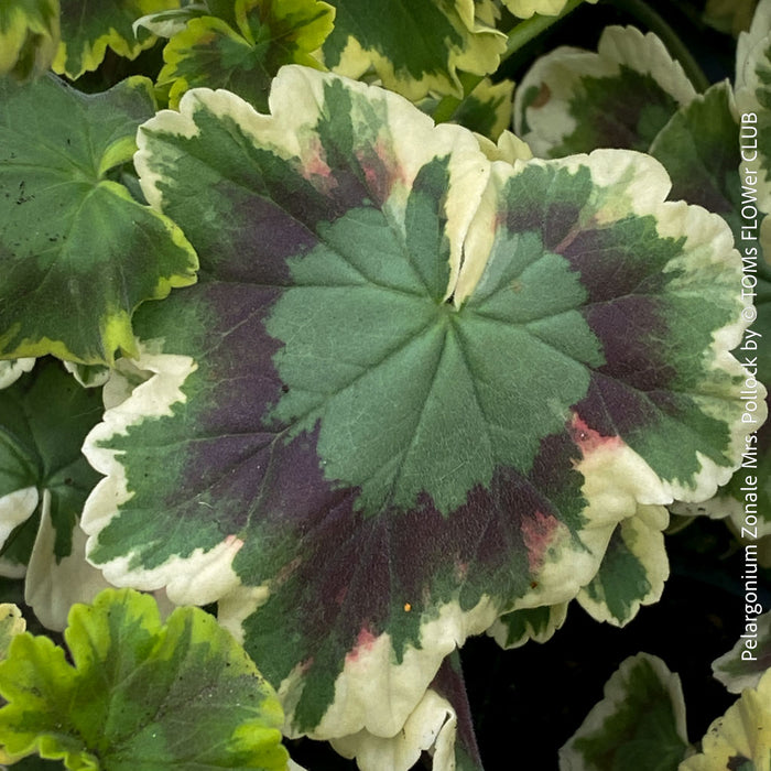 Pelargonium Zonale Mrs. Pollock, organically grown plants for sale at TOMs FLOWer CLUB.
