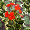 Pelargonium Zonale Mrs. Pollock, organically grown plants for sale at TOMs FLOWer CLUB.