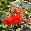 Pelargonium Zonale Mrs. Pollock, organically grown plants for sale at TOMs FLOWer CLUB.