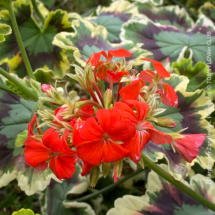 Pelargonium Zonale Mrs. Pollock, organically grown plants for sale at TOMs FLOWer CLUB.